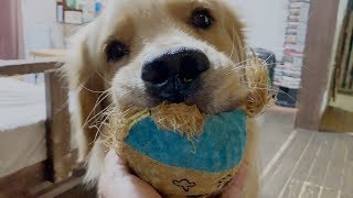 遊んでアピールを伝わらないフリしてみた ゴールデンレトリバージョイ