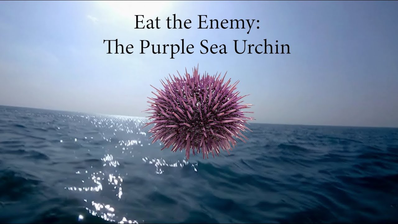 Episode 2 – Urchins (Uni) | Eating the Problem to Save the Kelp Forest