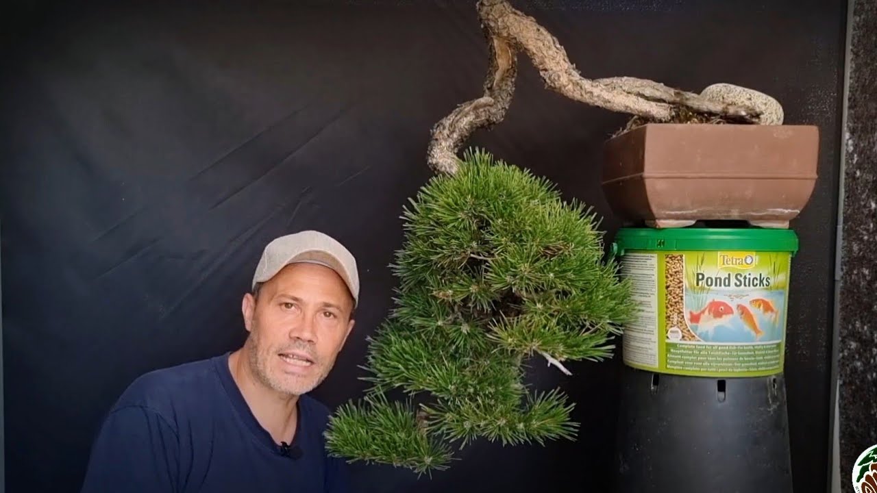 Mettiamo mano al mio bonsai di pino mugo!