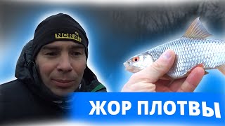 видео: Жор ПЛОТВЫ перед ледоставом. Ловля на боковой кивок на реке. картинка: Жор ПЛОТВЫ перед ледоставом. Ловля на боковой кивок на реке.