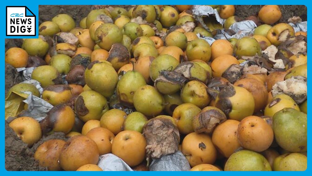 半分以上捨てた」暑すぎて梨に異変…虫の増加＆高温障害 “秋の味覚