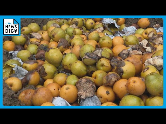 かおり梨　虫傷あり 半分以上捨てた」暑すぎて梨に異変…虫の増加＆高温障害 “秋の味覚