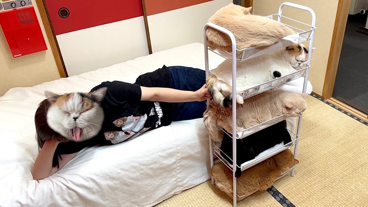 5段ワゴンでくつろぐ猫たちを5匹同時にあやす母です - YouTube