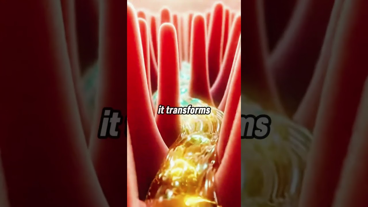 Your Small Intestine and What Happens Inside ? | AI Explainer 