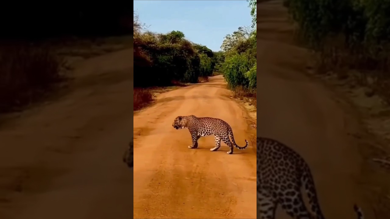 Rare Leopard Sighting! Yala National Park Magic 🐅