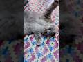 Jill’s cat really likes to play😋 #cat #catvideos