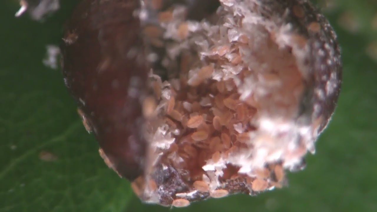 oak-lecanium-scale-biology-2022-youtube