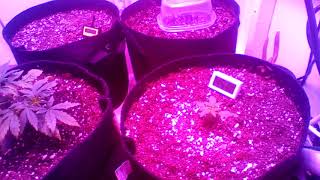 The new girls