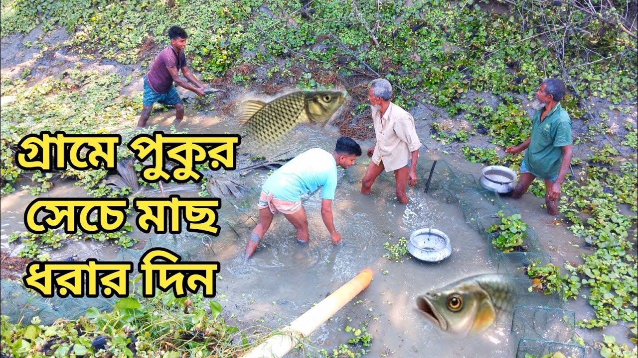 Draining Pond Fishing | গ্রামে পুকুর সেচে মাছ ধরার দিন | natural village fishing 