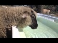 Sheep Drinks Water Charlie S Way 