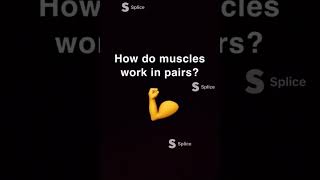 Muscle working in pairs (muscular system) Antagonistic muscle pair