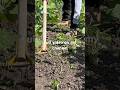 The Best Weeding Tool