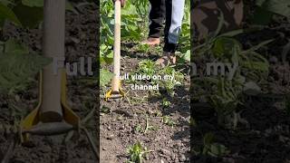 The Best Weeding Tool