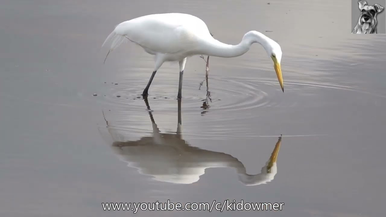Serene Reflection of EGRETs foraging in shallow pond