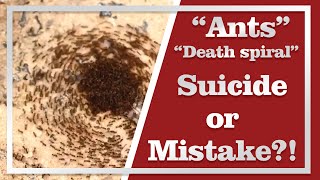 Death spiral of army ants | Suicide or mistake?!