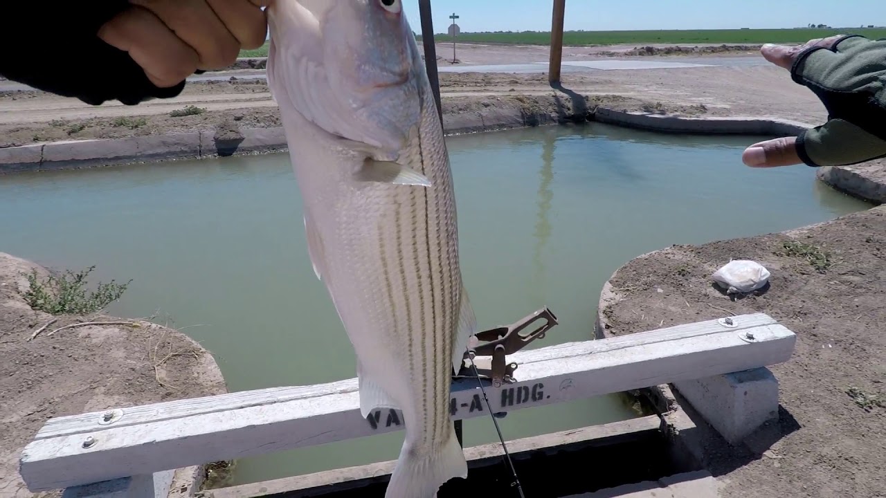 Imperial Valley Fishing YouTube