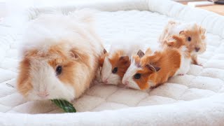 Weighing my 89-year-old guinea pig and my first time as a new dad