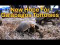 How The California Gold Rush Gave Us Lonesome George