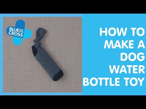 dog chewing plastic bottle