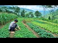 Building a Mountain Corn Garden Alone | Off Grid Farming &amp; Solo Survival Life