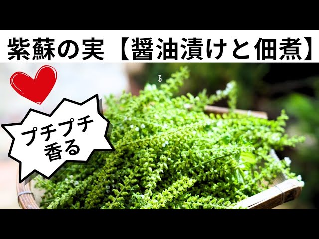 紫蘇の実】醤油漬けと佃煮（ふりかけ）作り方/レシピ - YouTube