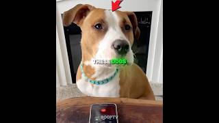 These Dogs Sounded Like Humans