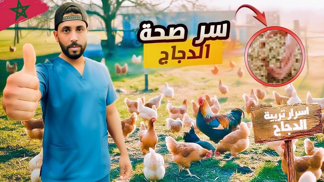 ‼️خطأ بسيط كيضيّع الفيرمة كاملة ⚠️🐔