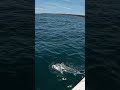fish monster #fishingvideo #fishing #fypシ #fish #fishinglife #ocean #sea #seafood #deepseafishing