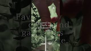 Celebrity Le Creuset's Thyme | Just landed & exclusive | Yuppiechef  #shorts Net Worth