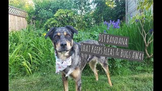 dog licked bug spray