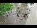 McCook Area flooding 5/26/23