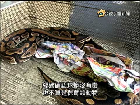 20150225 公視手語新聞 大學生畢旅帶蟒蛇 竟用空運險上機