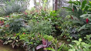 Nicaragua butterfly enclosure