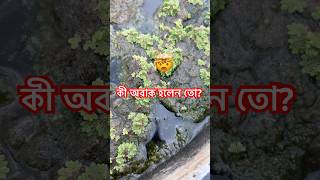 কী অবাক হলেন তো?? #viral #minivlog #lotus