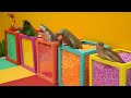 Learn animals names   iguana dragon sea lion shark dugong   animal learning for kids