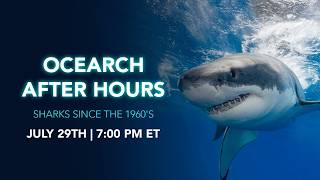 OCEARCH After Hours: Sharks Since the 1960s