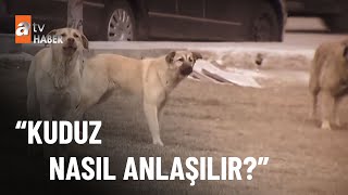 Kuduz için ne yapmalı? - atv Haber 5 Ekim 2022 Resimi