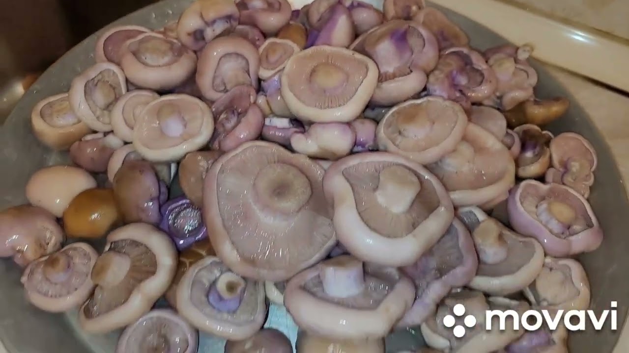 ԻՆՉՊԵ՞Ս  ԵՄ ՍՈՒՆԿԸ ՊԱՀՈՒՄ ՍԱՌՑԱԽՑԻԿՈՒՄ/  ԴԱՇՏԻ ՍՈԻՆԿ ...