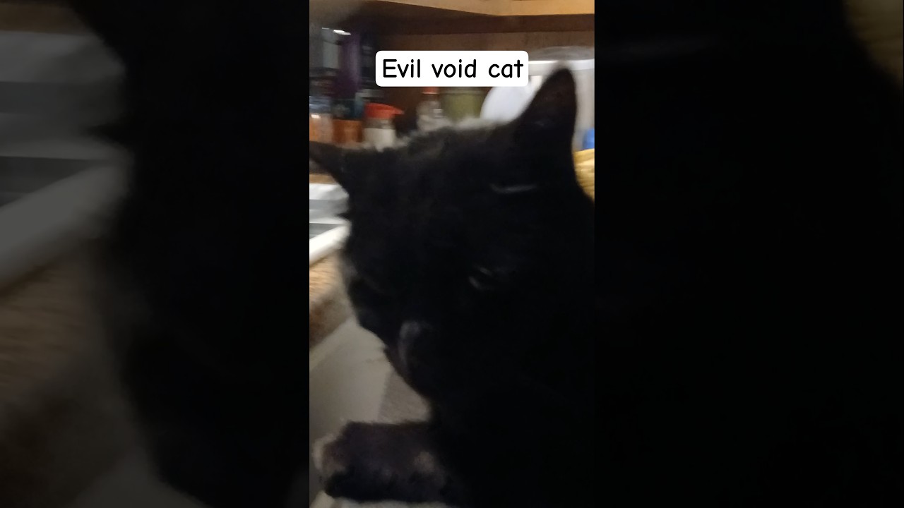 Just a video of my cat because yes 