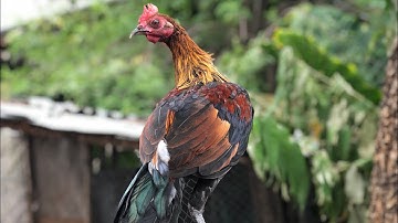 ไก่ป่าเหี่องเฟีองf1