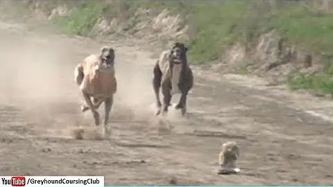 Can a Whippet run as fast as a Greyhound?