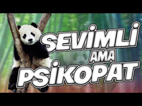 OT YİYEN ETÇİL gardaşımız (Panda Belgeseli)