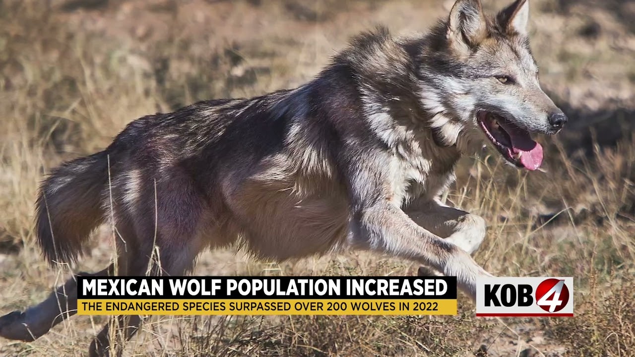 Mexican gray wolf numbers reach a new high