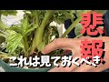 【悲報】ラナンキュラスラックスのサリー緊急事態【園芸】【株分】【gardening】【Japan】