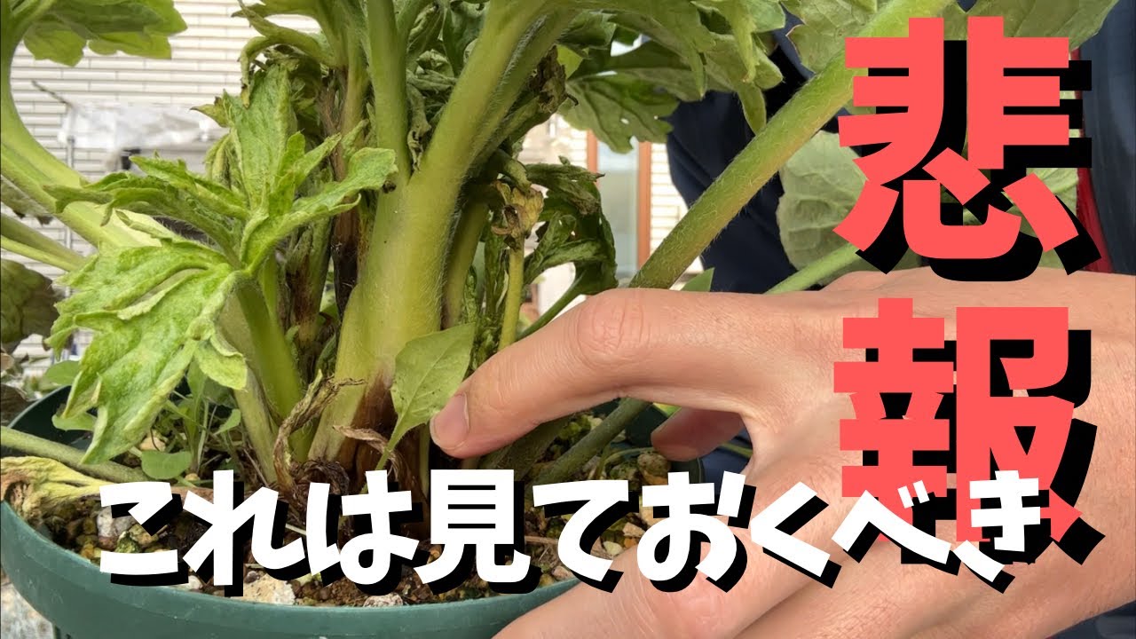 【悲報】ラナンキュラスラックスのサリー緊急事態【園芸】【株分】【gardening】【Japan】