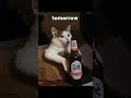 I only drink on days beginning with T #memes #catvideos #memecat