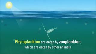 Oceans Biological Carbon Pump
