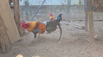 ntsuag lau qaib dib daj 2/1/2025