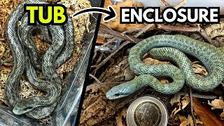 Setting Up Breeding Tubs so Snakes Thrive as FUTURE PETS | Marie Lavigne