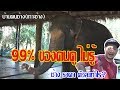 ช้างราคาตัวละเท่าไร? ขี่ช้างเล่นกับสายฟัก บ้านคนช้างเกาะช้าง:Layzaracing